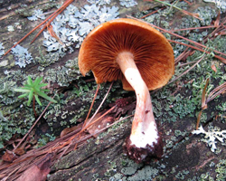This shows the slightly clavate stem and brown gills.